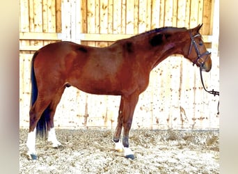 Oldenburger Springpaard, Ruin, 5 Jaar, 166 cm, Bruin