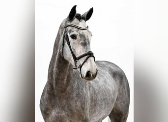 Oldenburger Springpaard, Ruin, 5 Jaar, 167 cm, Schimmel