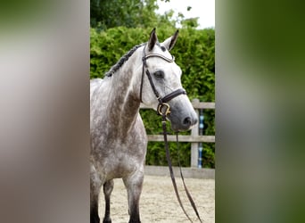 Oldenburger Springpaard, Ruin, 5 Jaar, 168 cm, Schimmel