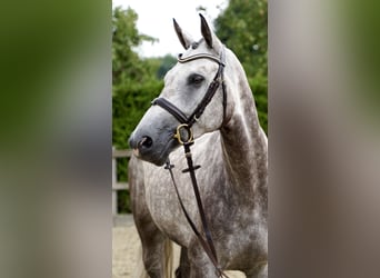 Oldenburger Springpaard, Ruin, 5 Jaar, 168 cm, Schimmel