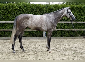 Oldenburger Springpaard, Ruin, 5 Jaar, 168 cm, Schimmel