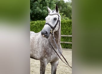 Oldenburger Springpaard, Ruin, 5 Jaar, 168 cm, Schimmel