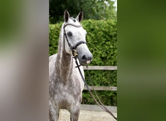 Oldenburger Springpaard, Ruin, 5 Jaar, 168 cm, Schimmel