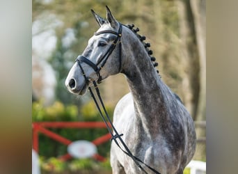 Oldenburger Springpaard, Ruin, 5 Jaar, 168 cm, Schimmel