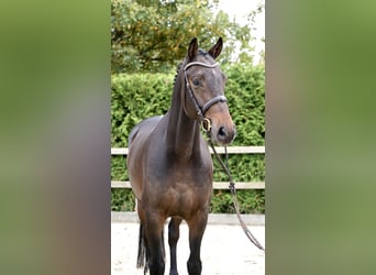 Oldenburger Springpaard, Ruin, 5 Jaar, 168 cm