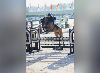 Oldenburger Springpaard, Ruin, 5 Jaar, 169 cm, Bruin