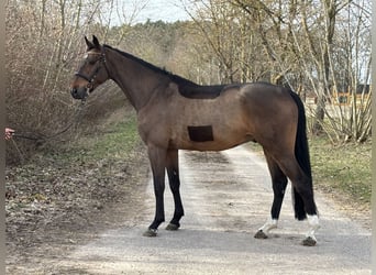 Oldenburger Springpaard, Ruin, 5 Jaar, 169 cm, Bruin