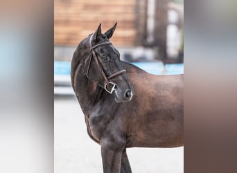 Oldenburger Springpaard, Ruin, 5 Jaar, 169 cm, Zwart