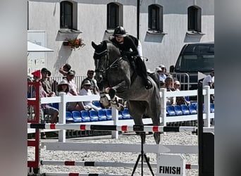 Oldenburger Springpaard, Ruin, 5 Jaar, 170 cm, Appelschimmel