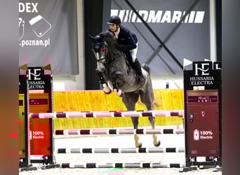 Oldenburger Springpaard, Ruin, 5 Jaar, 170 cm, Appelschimmel