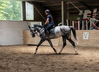 Oldenburger Springpaard, Ruin, 5 Jaar, 170 cm, Appelschimmel
