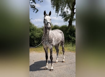 Oldenburger Springpaard, Ruin, 5 Jaar, 170 cm, Appelschimmel