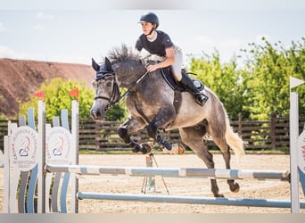 Oldenburger Springpaard, Ruin, 5 Jaar, 170 cm, Schimmel