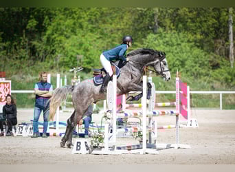 Oldenburger Springpaard, Ruin, 5 Jaar, 170 cm, Schimmel