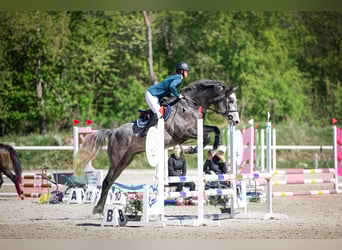 Oldenburger Springpaard, Ruin, 5 Jaar, 170 cm, Schimmel