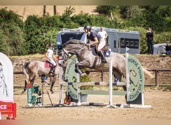 Oldenburger Springpaard, Ruin, 5 Jaar, 170 cm, Schimmel