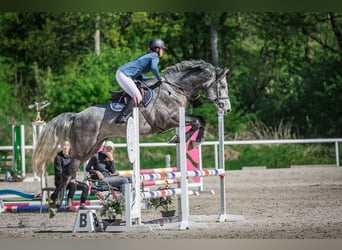 Oldenburger Springpaard, Ruin, 5 Jaar, 170 cm, Schimmel