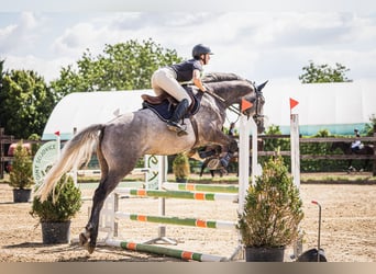 Oldenburger Springpaard, Ruin, 5 Jaar, 170 cm, Schimmel