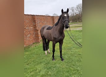 Oldenburger Springpaard, Ruin, 5 Jaar, 170 cm, Zwart