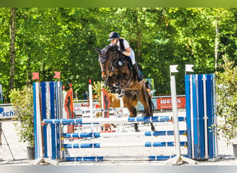 Oldenburger Springpaard, Ruin, 5 Jaar, 170 cm, Zwartbruin