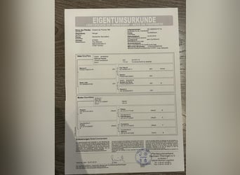 Oldenburger Springpaard, Ruin, 5 Jaar, 172 cm, Donkerbruin