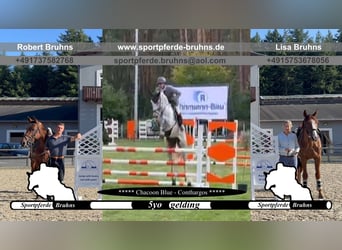 Oldenburger Springpaard, Ruin, 5 Jaar, 172 cm, Schimmel