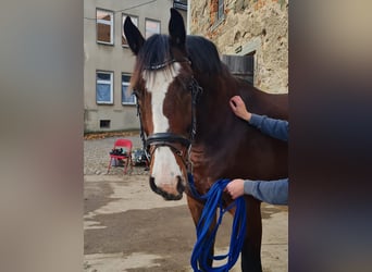 Oldenburger Springpaard, Ruin, 5 Jaar, 173 cm, Bruin