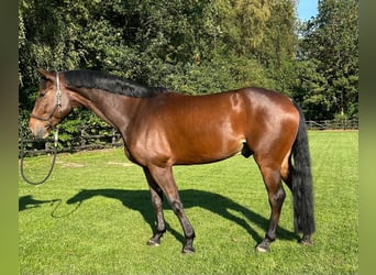 Oldenburger Springpaard, Ruin, 5 Jaar, 173 cm, Bruin