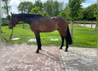 Oldenburger Springpaard, Ruin, 5 Jaar, 173 cm, Bruin