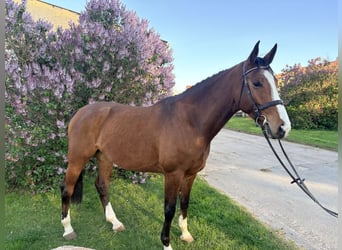 Oldenburger Springpaard, Ruin, 5 Jaar, 174 cm, Bruin