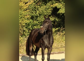 Oldenburger Springpaard, Ruin, 5 Jaar, 175 cm, Donkerbruin