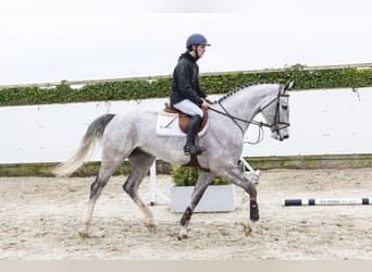 Oldenburger Springpaard, Ruin, 5 Jaar, 176 cm, Schimmel