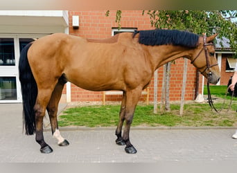 Oldenburger Springpaard, Ruin, 5 Jaar, Bruin