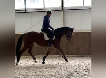 Oldenburger Springpaard, Ruin, 6 Jaar, 164 cm, Bruin