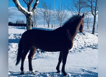 Oldenburger Springpaard, Ruin, 6 Jaar, 164 cm