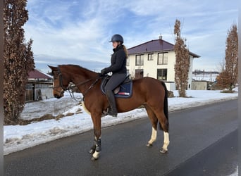 Oldenburger Springpaard, Ruin, 6 Jaar, 167 cm, Lichtbruin