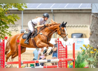 Oldenburger Springpaard, Ruin, 6 Jaar, 167 cm, Vos