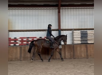 Oldenburger Springpaard, Ruin, 6 Jaar, 168 cm, Donkerbruin