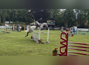 Oldenburger Springpaard, Ruin, 6 Jaar, 168 cm, Schimmel