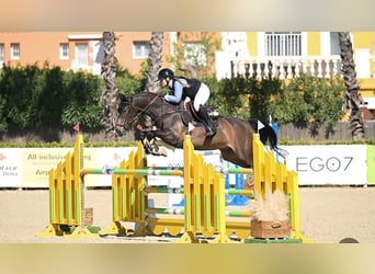 Oldenburger Springpaard, Ruin, 6 Jaar, 168 cm, Zwartbruin