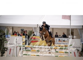 Oldenburger Springpaard, Ruin, 6 Jaar, 169 cm, Vos