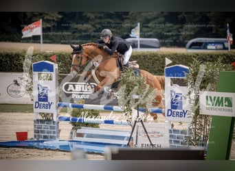 Oldenburger Springpaard, Ruin, 6 Jaar, 169 cm, Vos