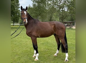 Oldenburger Springpaard, Ruin, 6 Jaar, 170 cm, Bruin