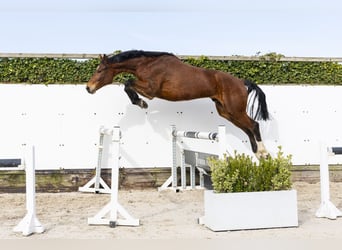 Oldenburger Springpaard, Ruin, 6 Jaar, 173 cm, Bruin
