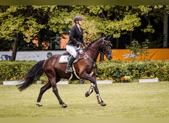 Oldenburger Springpaard, Ruin, 6 Jaar, 173 cm, Zwartbruin