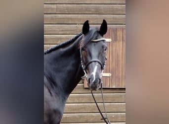 Oldenburger Springpaard, Ruin, 6 Jaar, 173 cm, Zwartbruin