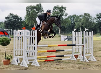 Oldenburger Springpaard, Ruin, 6 Jaar, 173 cm, Zwartbruin