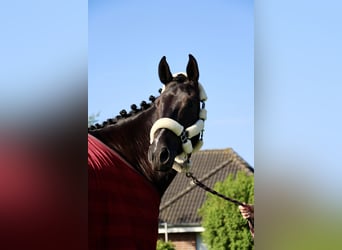 Oldenburger Springpaard, Ruin, 6 Jaar, 173 cm, Zwartbruin