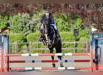 Oldenburger Springpaard, Ruin, 6 Jaar, 173 cm, Zwartbruin