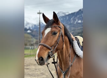 Oldenburger Springpaard, Ruin, 6 Jaar, 175 cm, Bruin